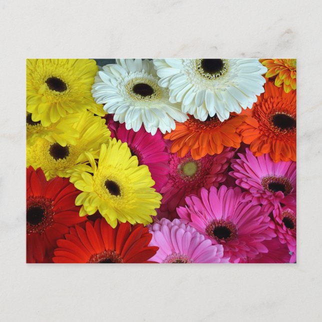 Cartão Postal Flores de gerber coloridas (Frente)