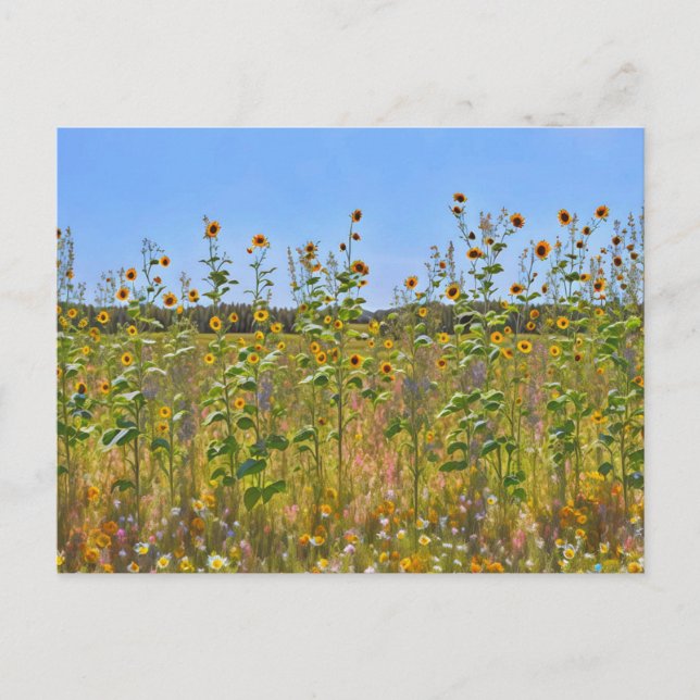 Cartão Postal Flores de Girassóis bonito em Cartão-postal de Faz (Frente)