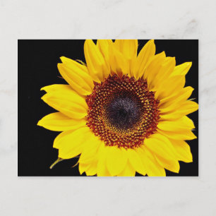 Cartão Postal Flores de girassol amarelo