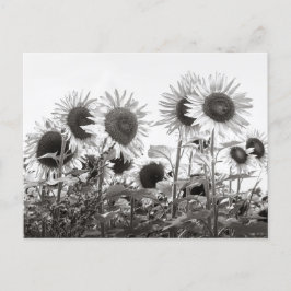 Cartão Postal Flores de girassol em preto e branco