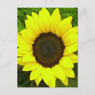 Cartão Postal Flores de Girassol Floral Amarelo e Verde
