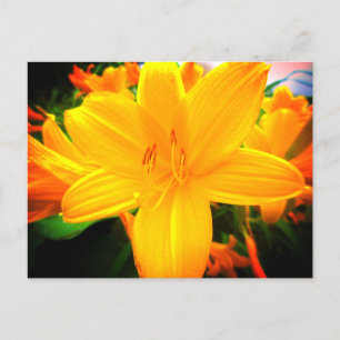 Cartão Postal Flores de Hemerocallis Laranja Amarelo Jardim Enso
