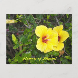 Cartão Postal Flores de Hibisco do Havaí