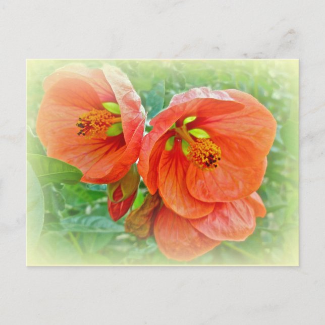 Cartão Postal Flores de Hibisco Laranja (Frente)