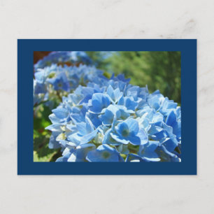 Cartão Postal Flores de Hortênsia Azul postais Adicione Seu Text
