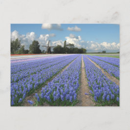 Cartão Postal Flores de Hyacinth Azuis num Campo Holandês