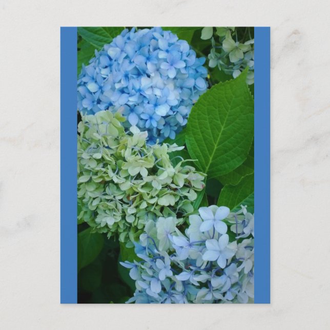 Cartão Postal Flores de Hydrangea (Frente)