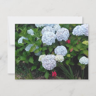 Cartão Postal Flores de Hydrangea Azul no Jardim de Verão
