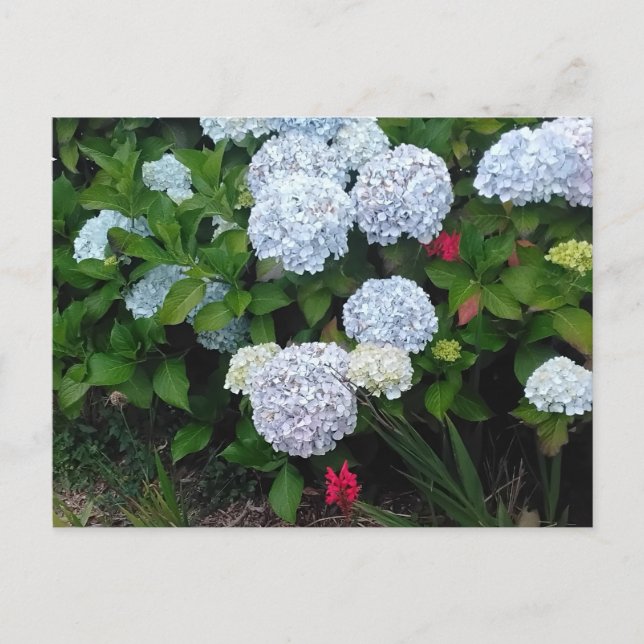 Cartão Postal Flores de Hydrangea Azul no Jardim de Verão (Frente)