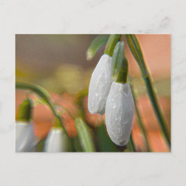 Cartão Postal Flores de Inverno