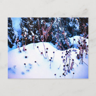 Cartão Postal Flores de Inverno Neve Árvores Natureza