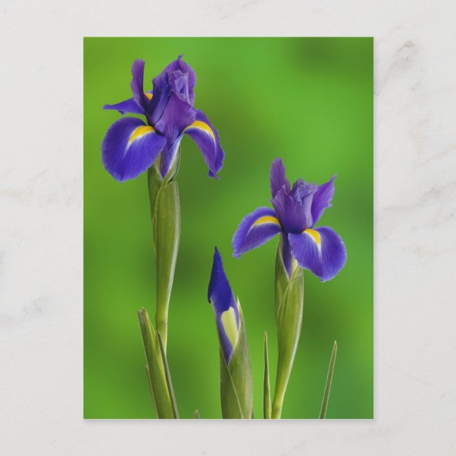 Cartão Postal Flores de Íris (Frente)