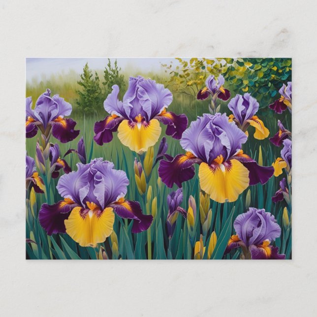 Cartão Postal Flores de Íris Roxo Amarelo em Flor  (Frente)