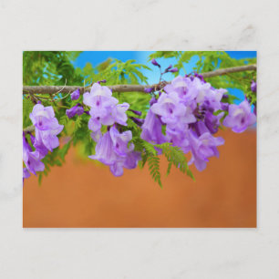 Cartão Postal Flores de Jacarandá Roxo