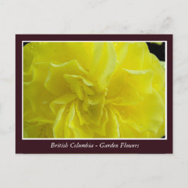 Cartão Postal Flores de jardim BC