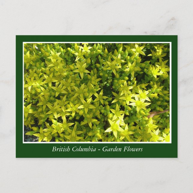 Cartão Postal Flores de jardim BC (Frente)