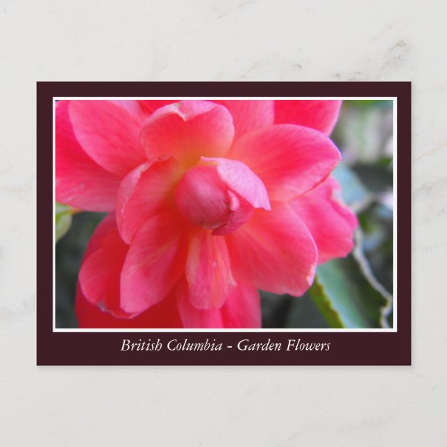 Cartão Postal Flores de jardim BC (Frente)