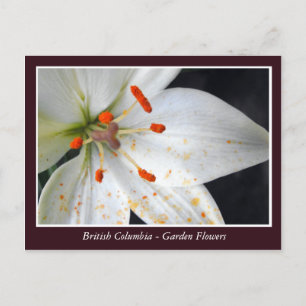 Cartão Postal Flores de jardim BC