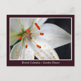 Cartão Postal Flores de jardim BC