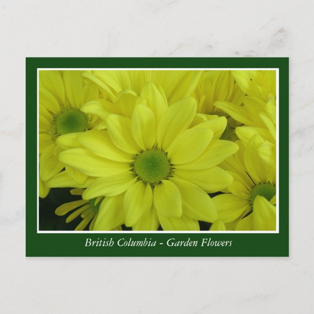 Cartão Postal Flores de jardim BC (Frente)