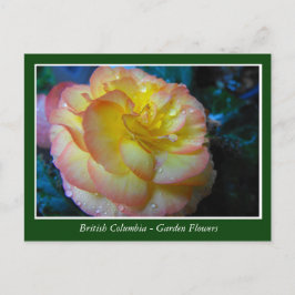 Cartão Postal Flores de jardim BC