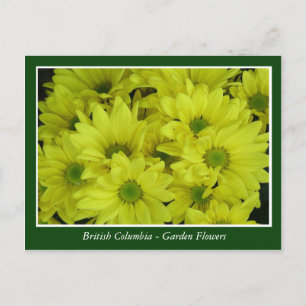 Cartão Postal flores de jardim da BC