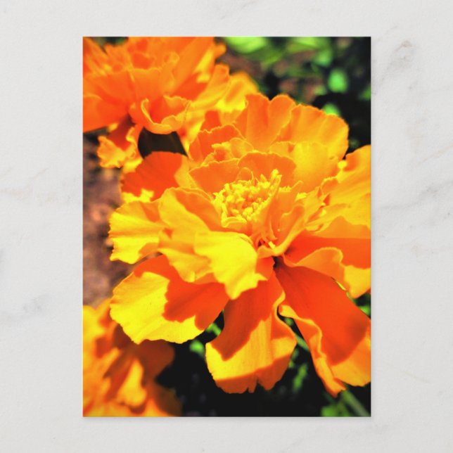 Cartão Postal Flores de Jardim de Laranja Sunny (Frente)