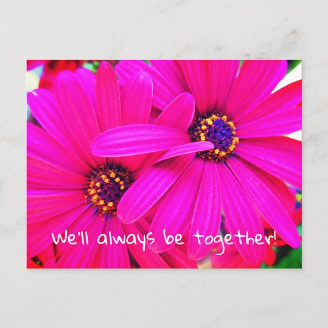 Cartão Postal Flores de Jardim Roxo Brilhantes Osteospermum (Frente)