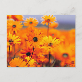 Cartão Postal Flores de laranja