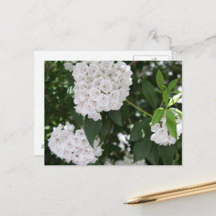 Cartão Postal Flores de Laurel da Montanha Branca