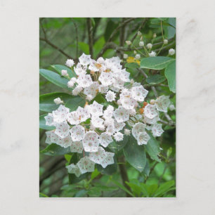 Cartão Postal Flores de Laurel das Montanhas