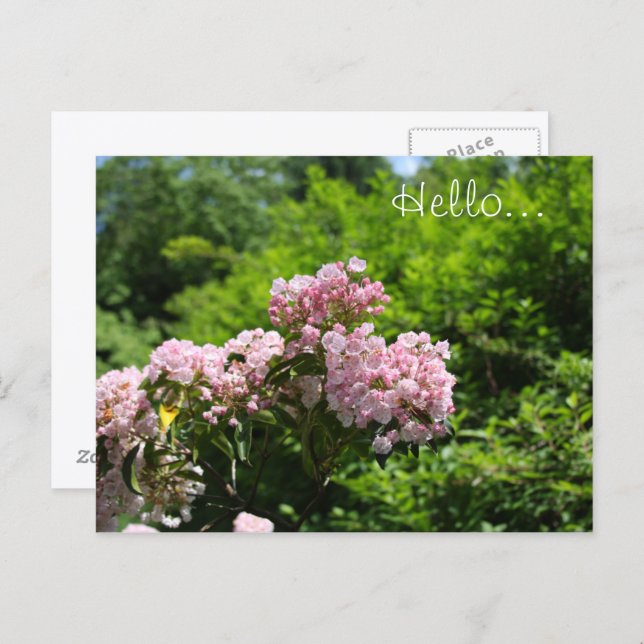 Cartão Postal Flores de Laurel Montanha Rosa (Frente/Verso)