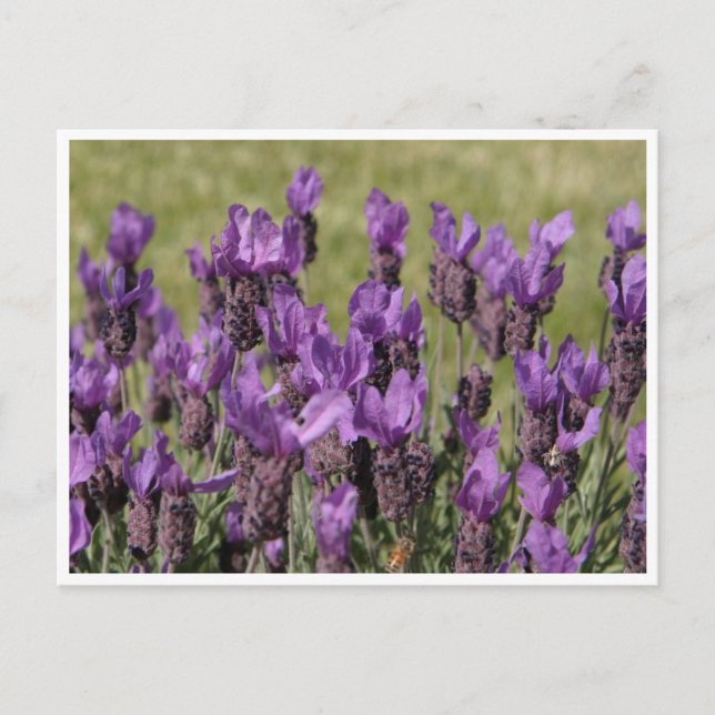Cartão Postal Flores de lavanda (Frente)