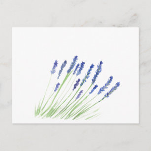 Cartão Postal Flores de lavanda Aguarela floral roxa