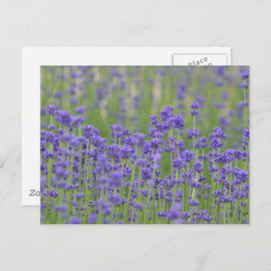 Cartão Postal Flores de Lavanda bonito