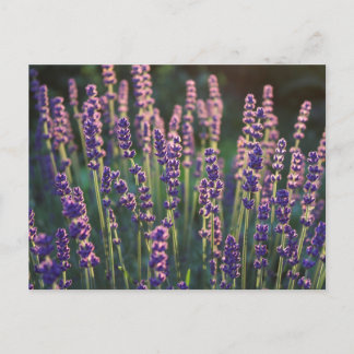 Cartão Postal Flores de Lavanda Luminosas Belas