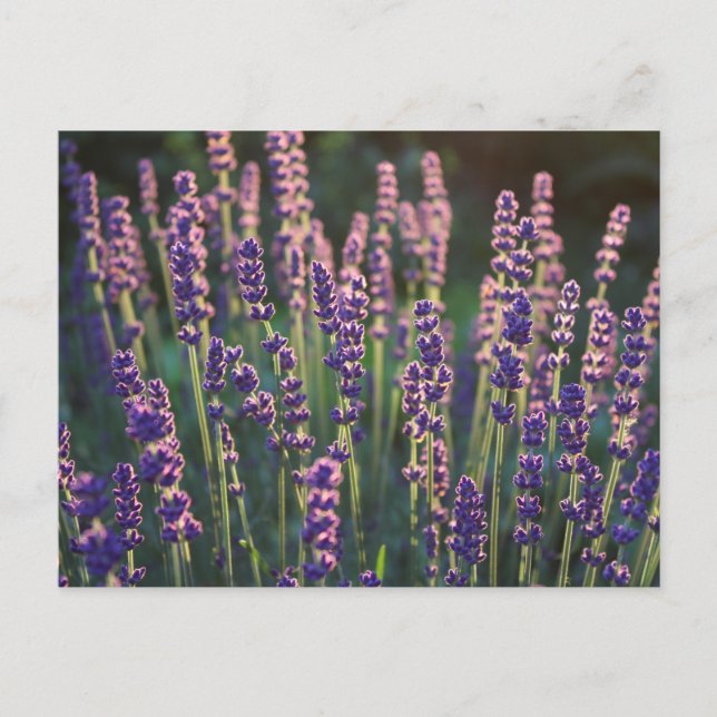 Cartão Postal Flores de Lavanda Luminosas Belas (Frente)