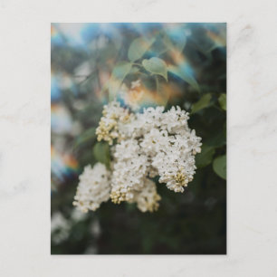 Cartão Postal Flores de Lilás Branco com Brilho de Arco-íris, Sa
