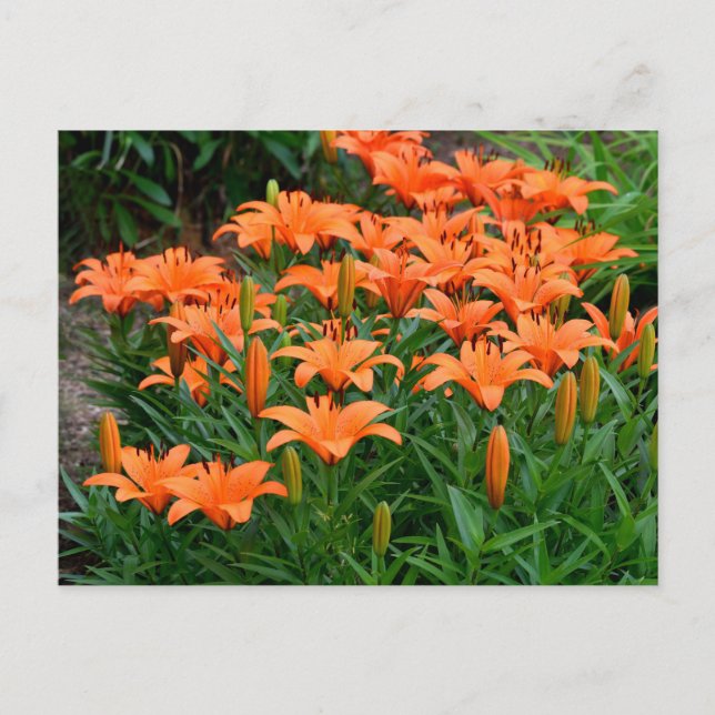 Cartão Postal Flores de Lily Laranja (Frente)