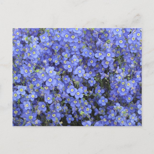 Cartão Postal Flores de Linho em Longwood Gardens, Pensilvânia (Frente)