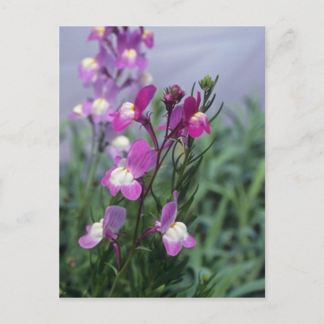 Cartão Postal Flores de linho rosado (Linaria Maroccana) (Frente)