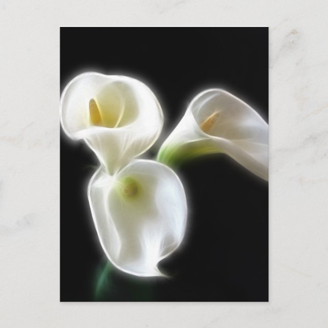 Cartão Postal Flores de Lírio de Calla Elegantes 6 Modernos (Frente)