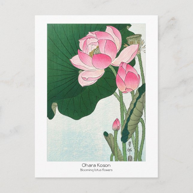 Cartão Postal Flores de lótus florescentes - Ohara Koson - Vinta (Frente)