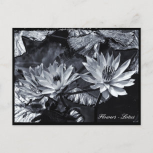 Cartão Postal Flores de Lotus, Jardim Floral / Ásia