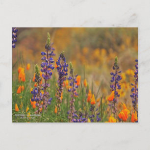 Cartão Postal Flores De Lupina Do Deserto Azul E Poppias Laranja