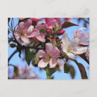 Cartão Postal Flores de Maçã