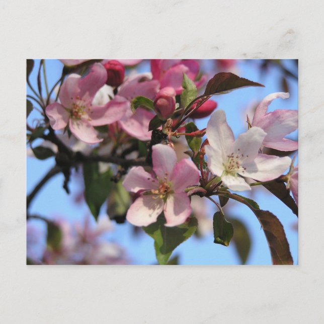 Cartão Postal Flores de Maçã (Frente)