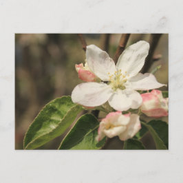 Cartão Postal Flores de Maçã ao Sol, Fotografia da Natureza