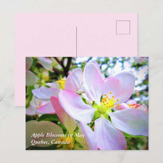 Cartão Postal Flores de Maçã Brancas Rosadas em Maio Canadá Post (Frente/Verso)