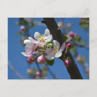 Flores de maçã - Um ramo florido de macieira